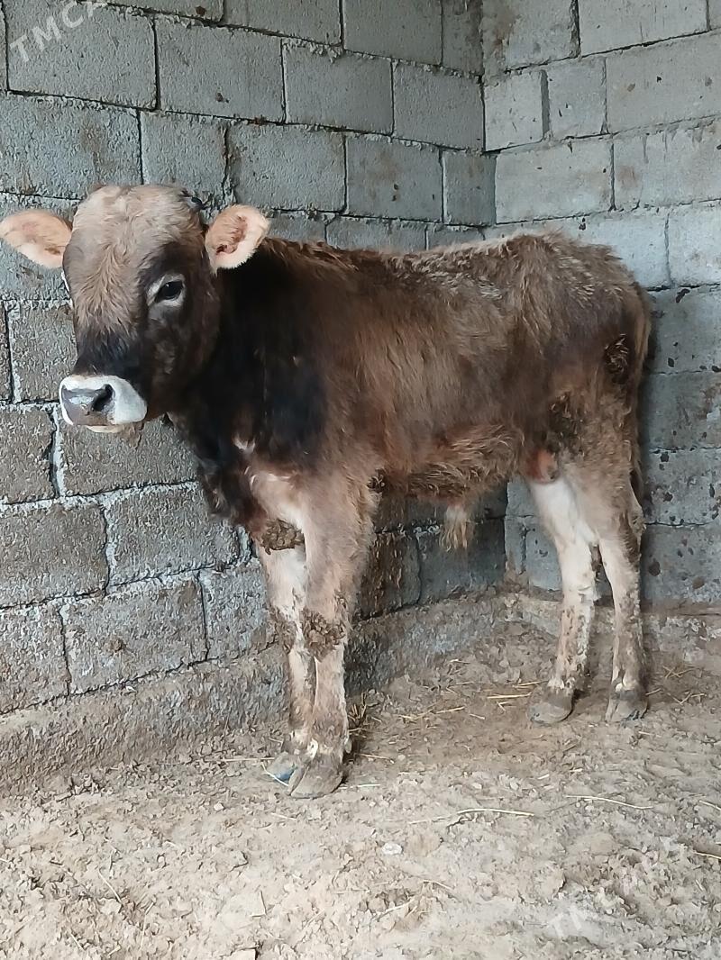 şwes öküz - Gökdepe - img 1