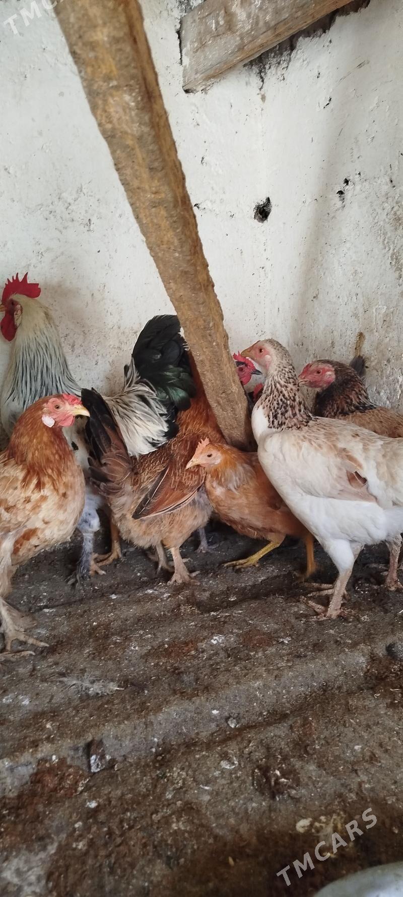 towuk - Гызыларбат - img 1