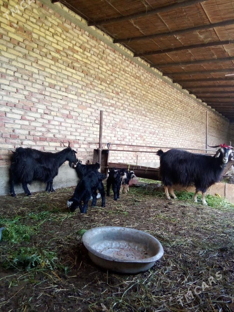 Geçiler Tohum Ýaş Ekiz Owlakly - Gökdepe - img 1