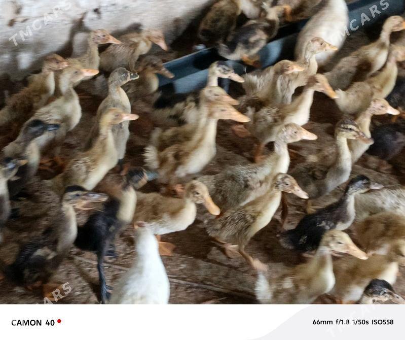 gak gak - Gökje - img 1