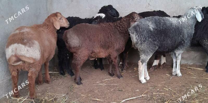 gisar goyun - Багир - img 1