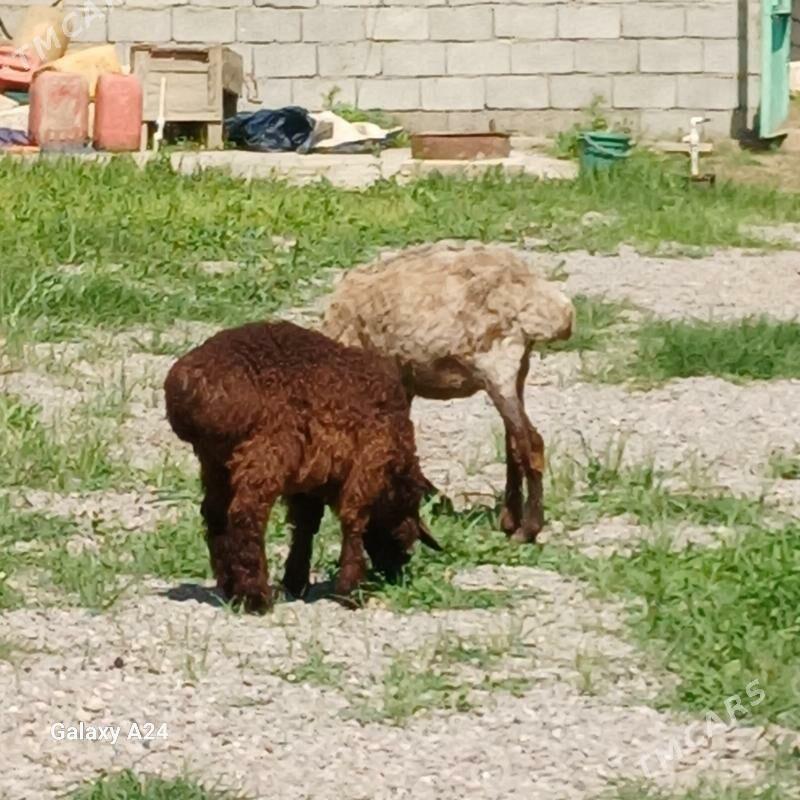 guzly. goÿun - Гёкдепе - img 1