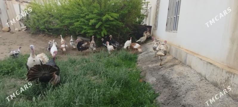 induklar we makiler - Gyzylarbat - img 1