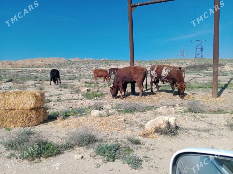 satlyk okizler we sygyrlar - Туркменбаши - img 1