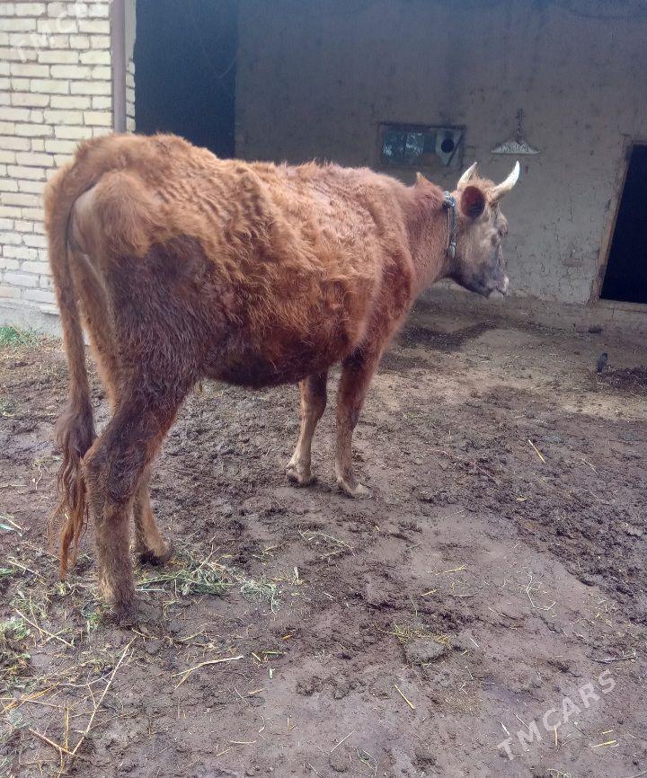 Ýetik bogaz sygyr - Baýramaly - img 1