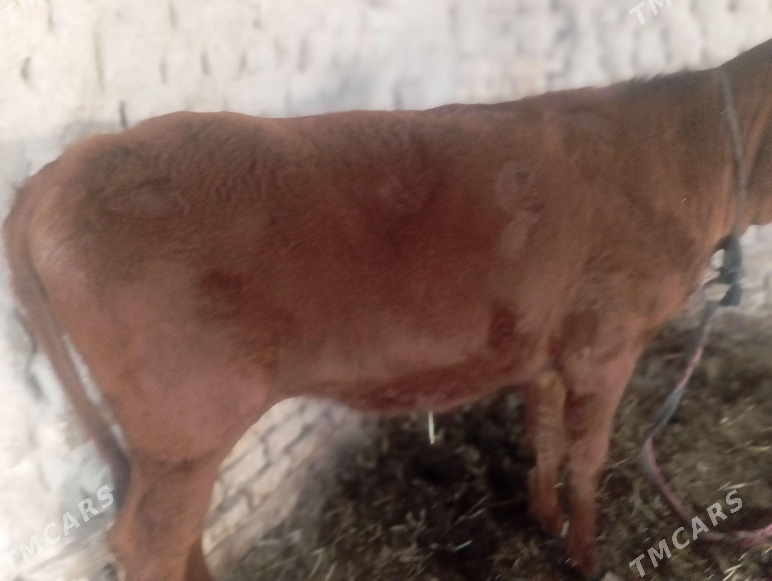 Gulajyn göle - Мары - img 1