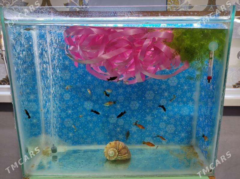 Akwaryum - Ашхабад - img 1