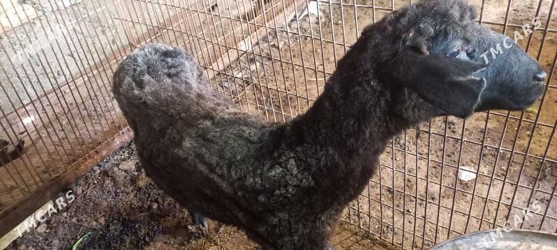 satlyk goyun - Hitrowka - img 1