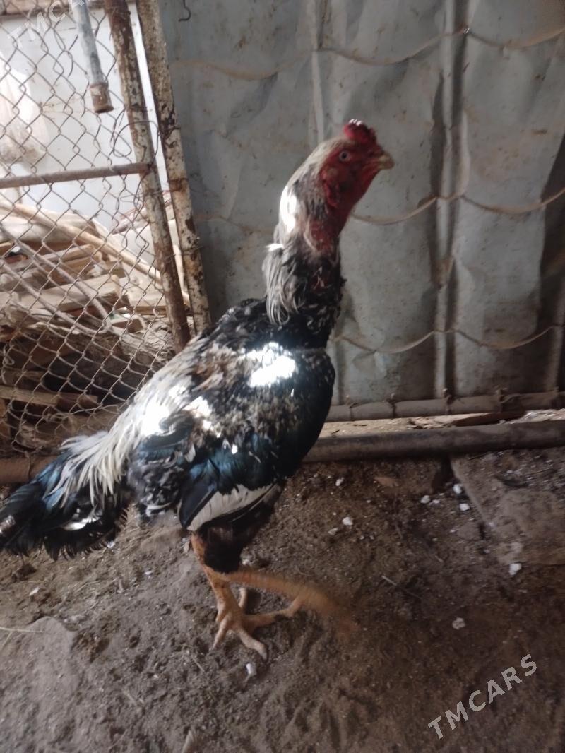 baysok horaz - Seýdi - img 1