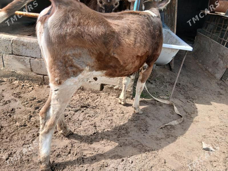 gibrit tuwe - Чоганлы - img 1