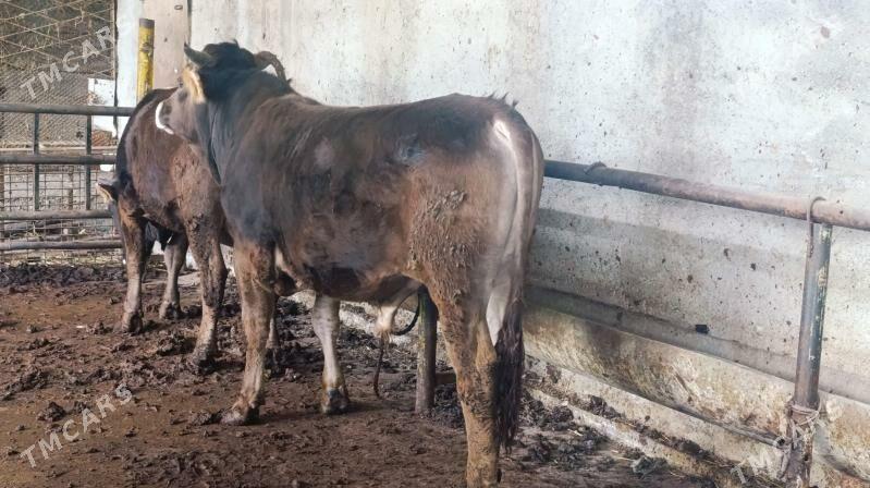 okuz - Köşi - img 1