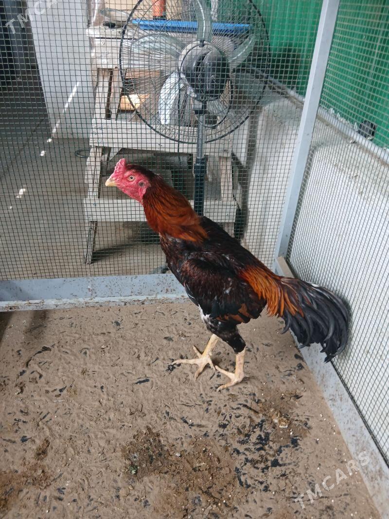 taskent horaz - Тязе заман - img 1