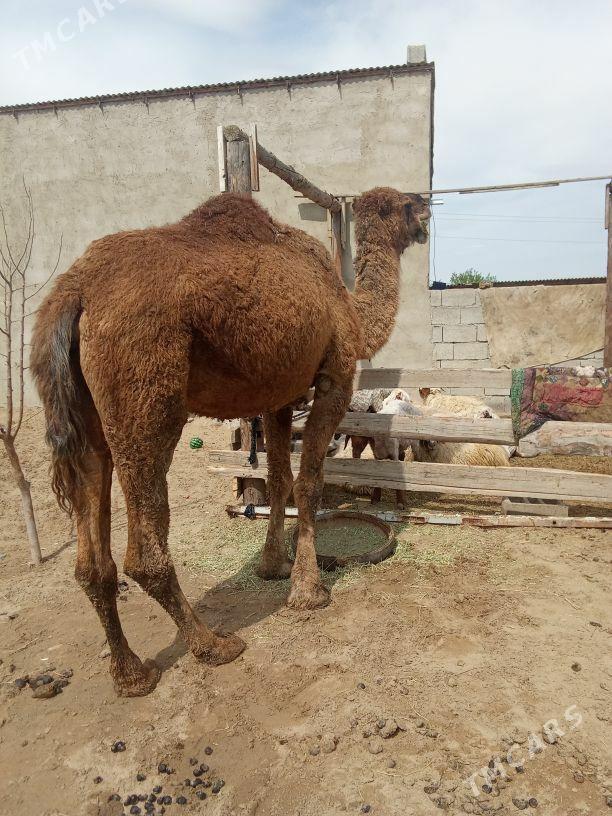 duýe - Бахарден - img 1