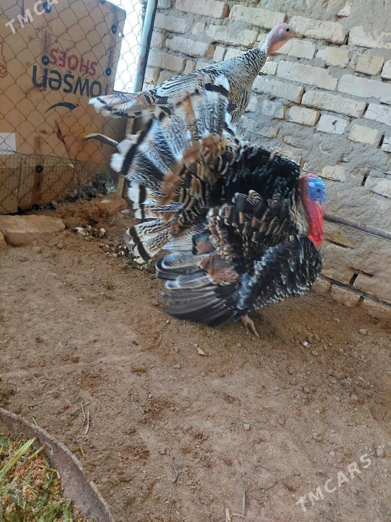 INDUK - Mary - img 1