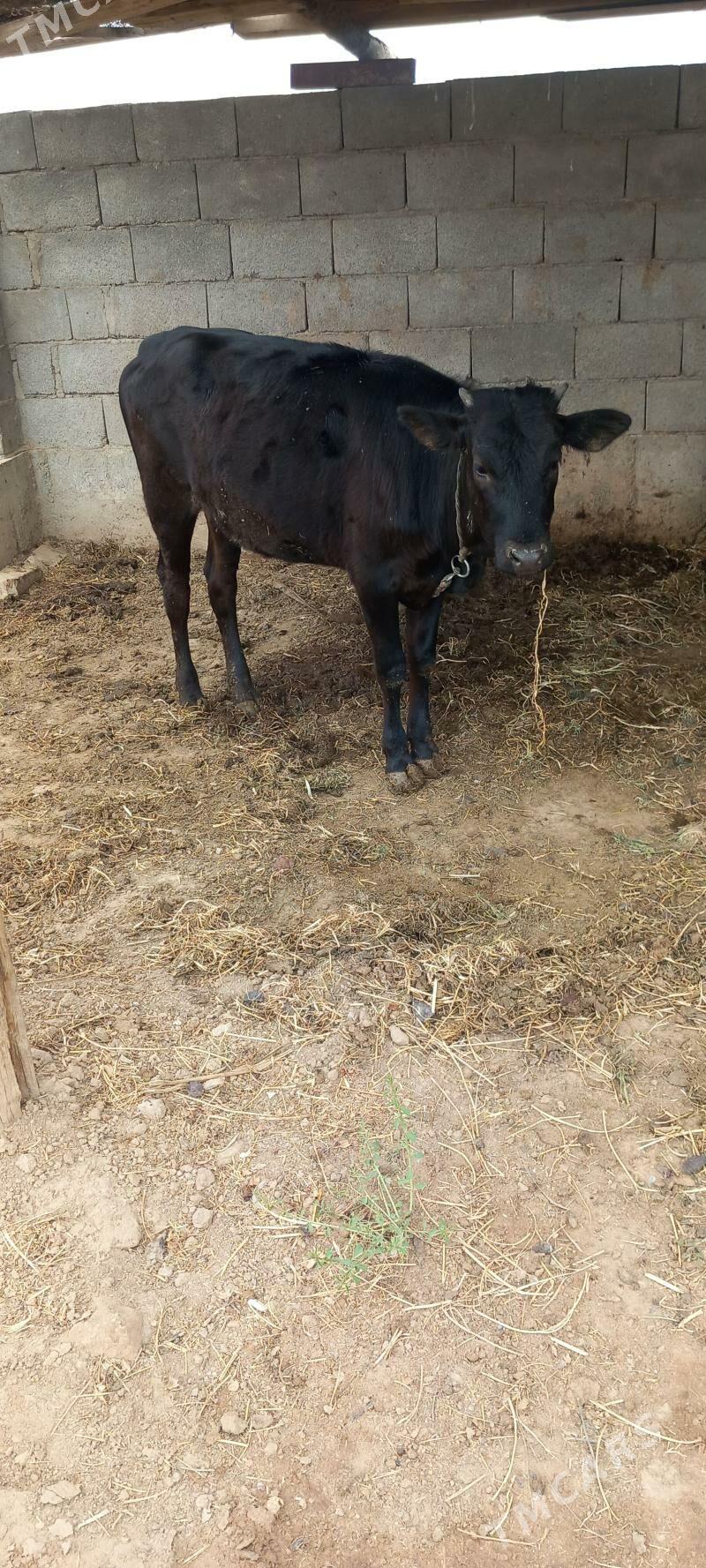 Tüwe - Теджен - img 1