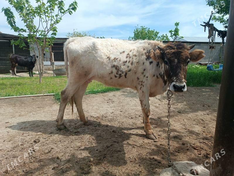 tuwe 2yasinda - Бахарден - img 1