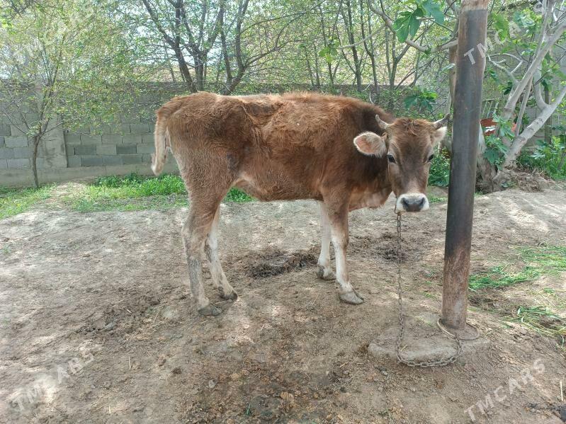 tuwe 1.5yasinda - Бахарден - img 1