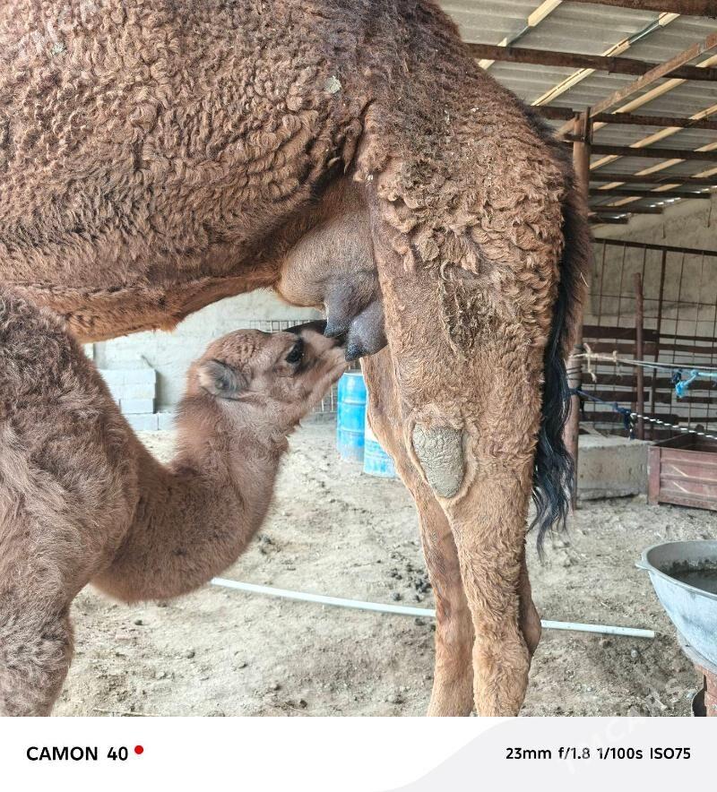 Kosokli duye - Бахарден - img 1