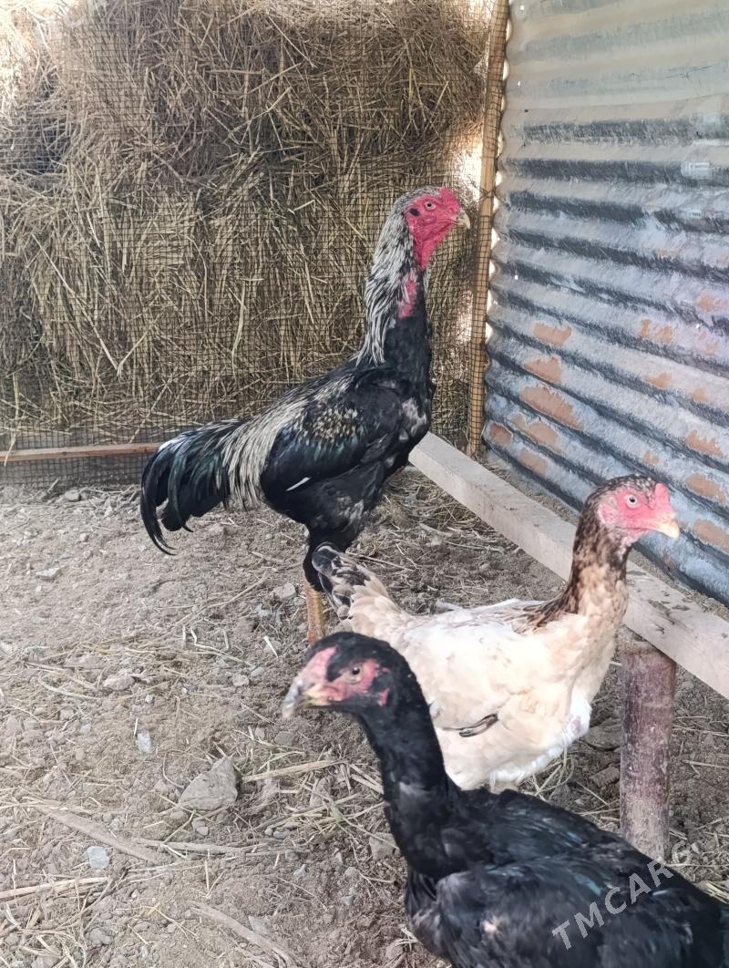 baysow - Туркменабат - img 1