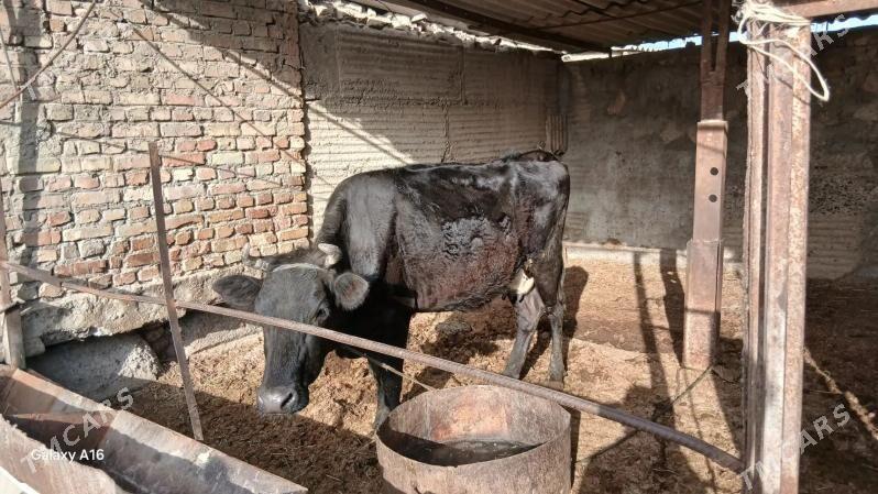 SYGYR - Гёкдепе - img 1