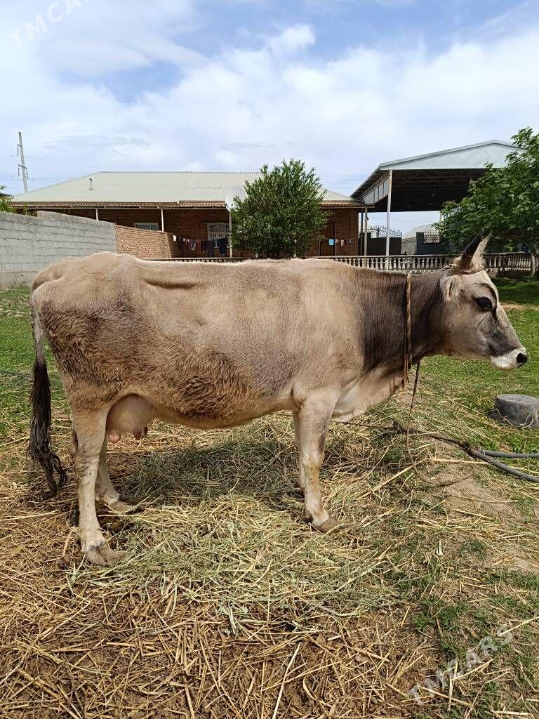 Sygyr - Бахарден - img 1