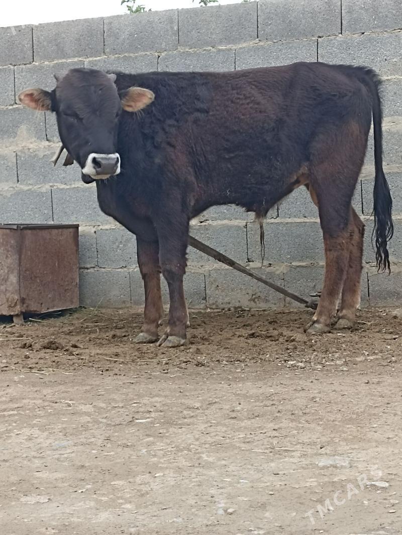 okuz - Bäherden - img 1