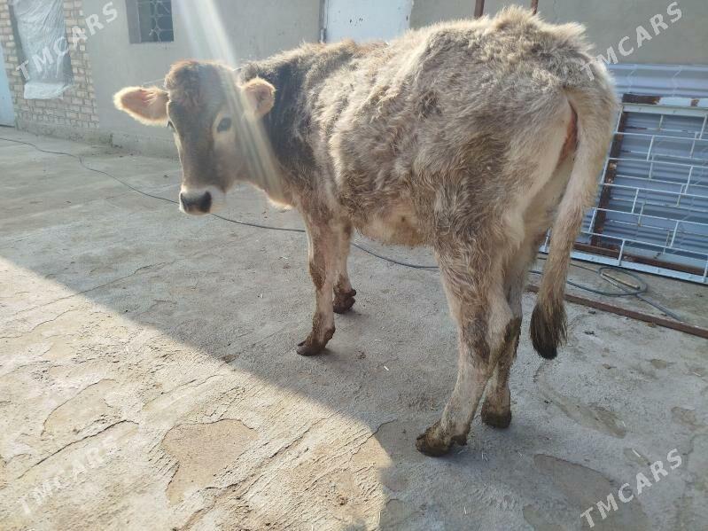 Tüwe - Бахарден - img 1