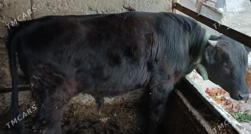 okuz - Aşgabat - img 1