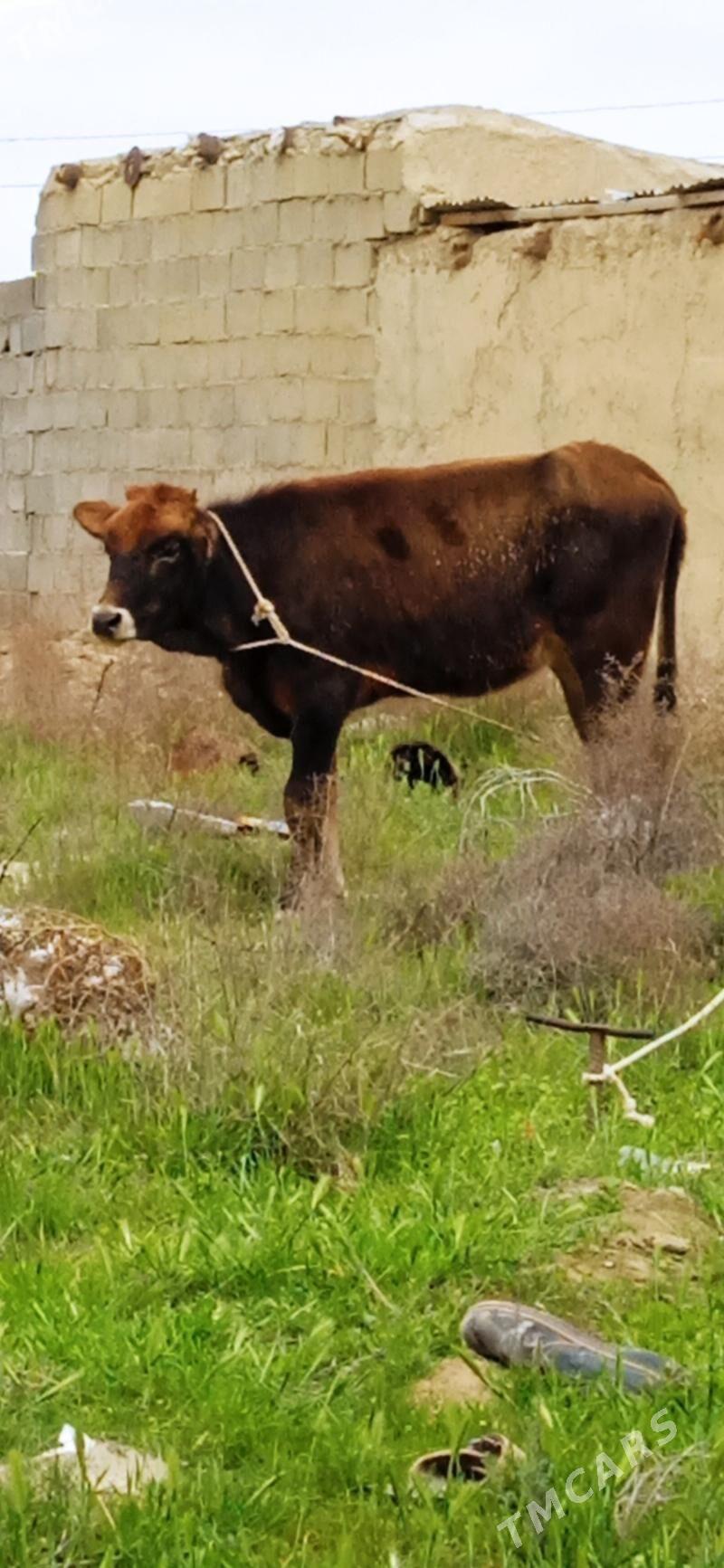 ŞİWES TÜWE - Бахарден - img 1