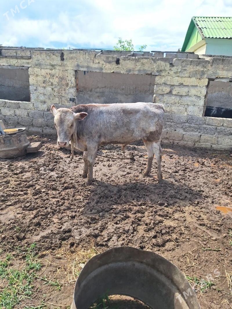 ÖKÜZ ŞIWES - Büzmeýin - img 1