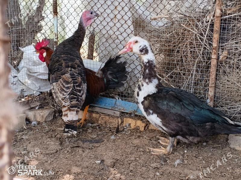 İnduk we İndubutka - Sakarçäge - img 1