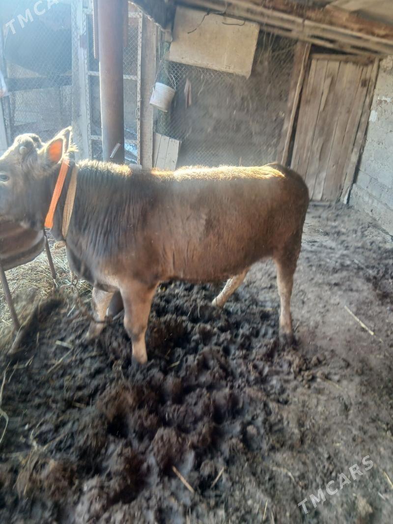 okuz - Ýaşlyk - img 1