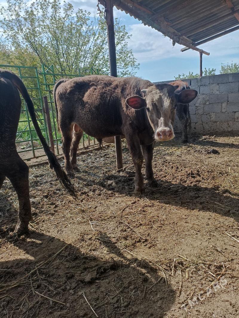 okuz - Бахарден - img 1