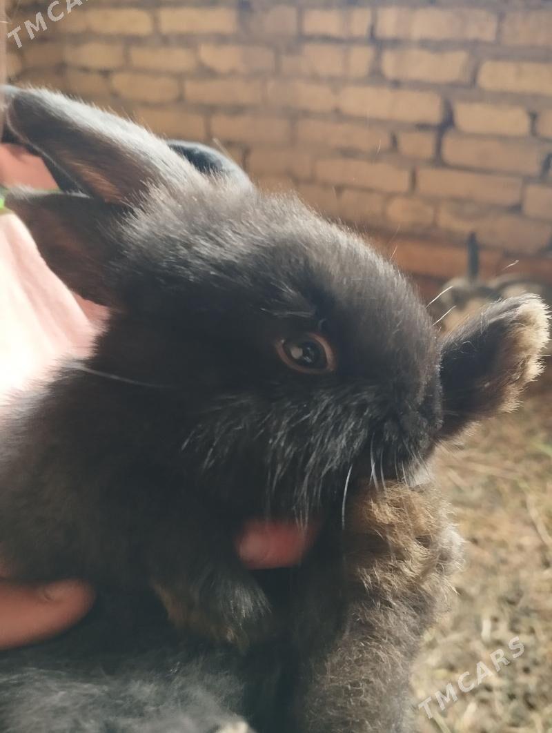 Satlyk towşanjyklar - Байрамали - img 1