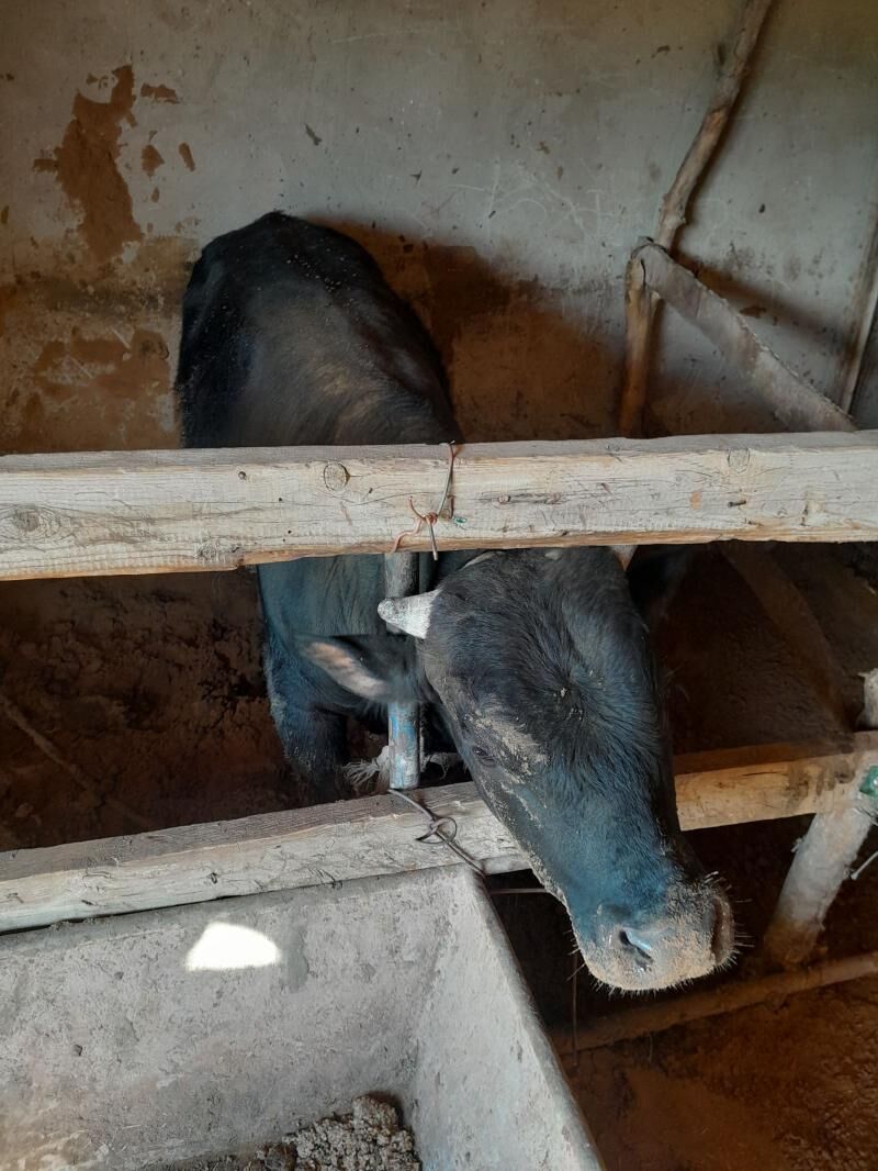 okuz - Babadaýhan - img 1