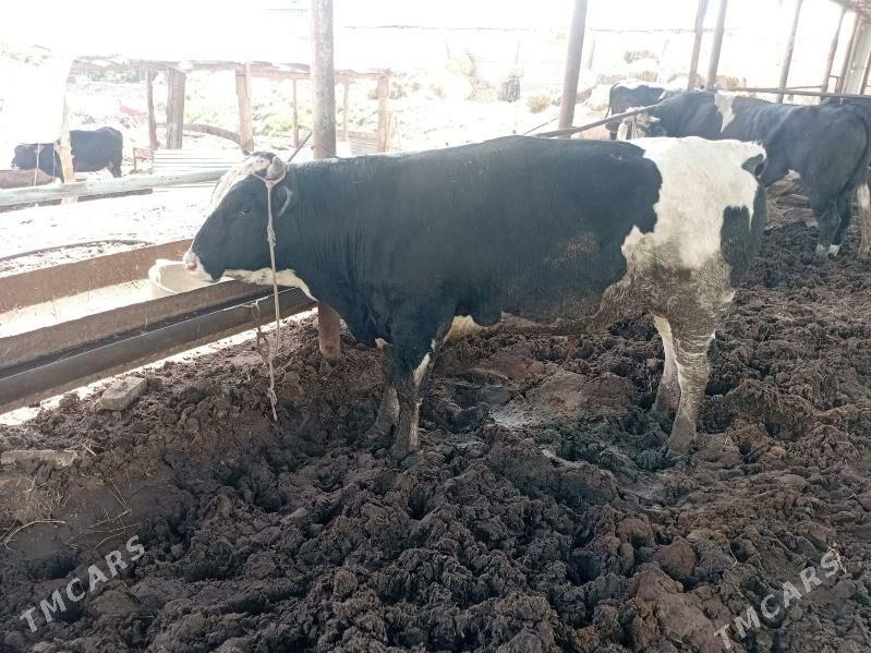 okuz parodny - Чарджоу - img 1