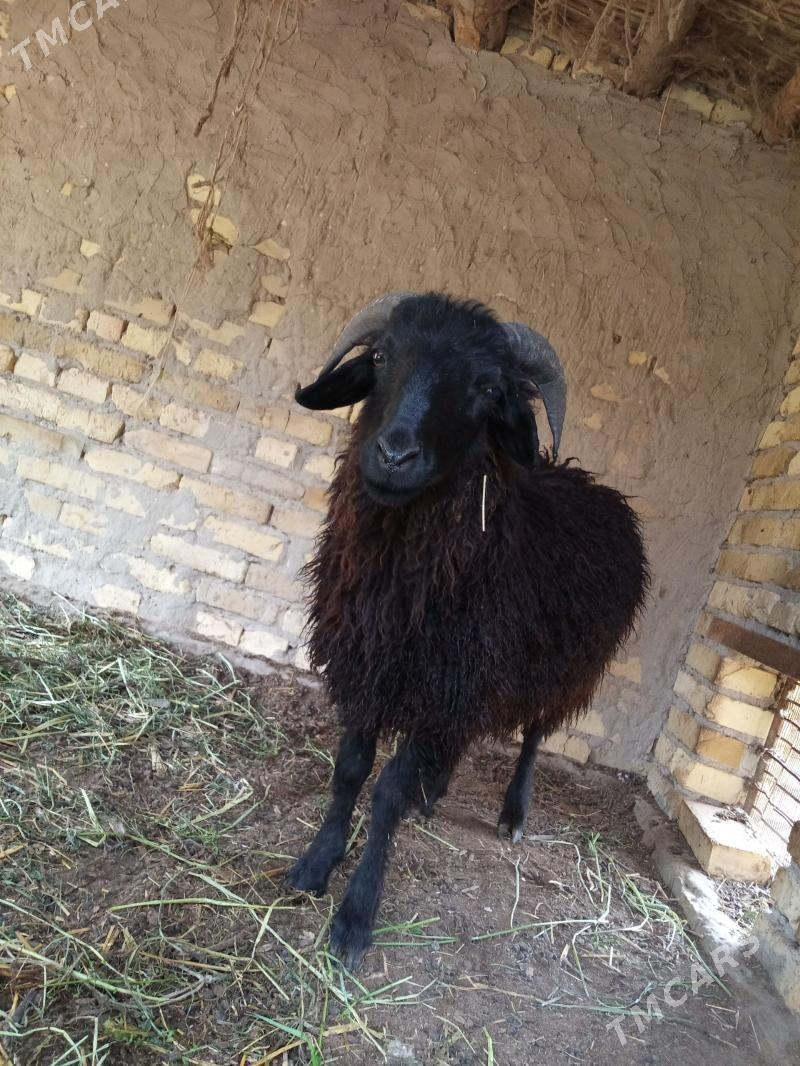 kockar - Фарап - img 1