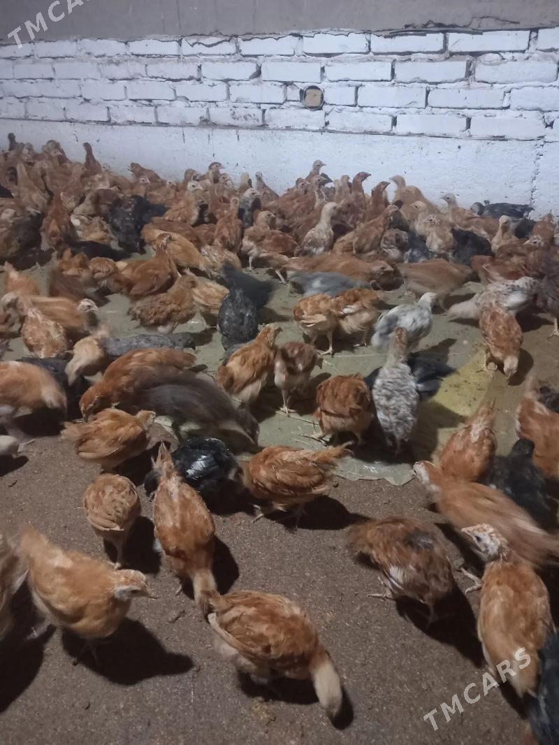 juje - Şabat etr. - img 1