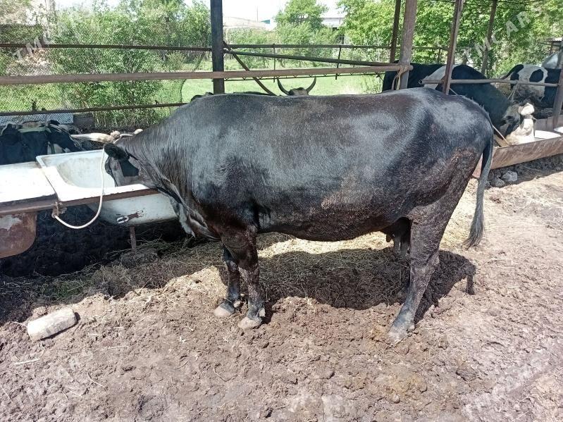 sygyr - Чарджоу - img 1