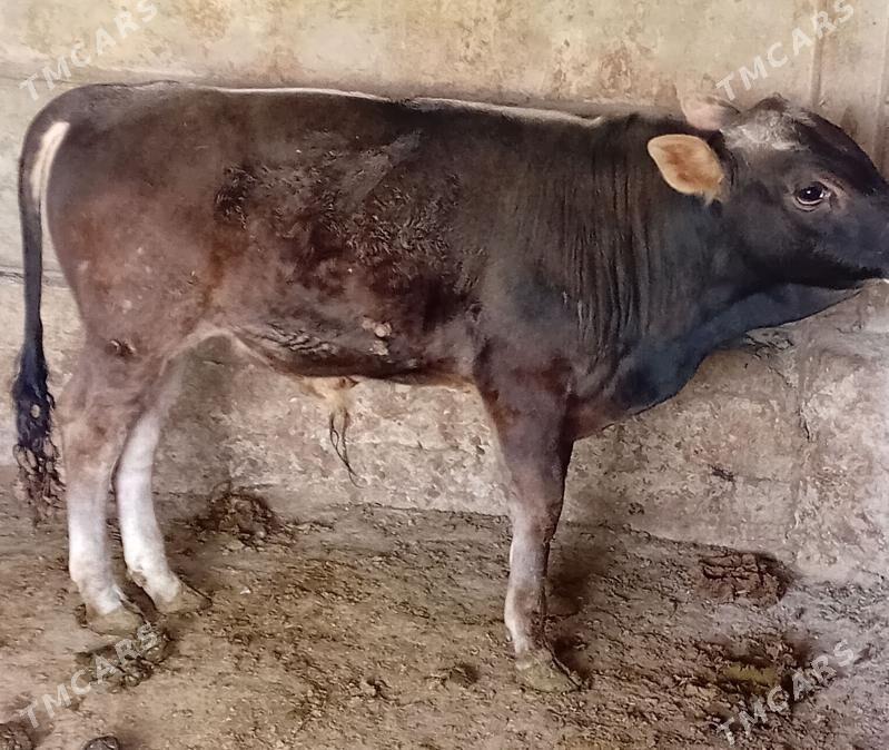 ARGINAL ŞWES ÖKÜZ - Büzmeýin - img 1