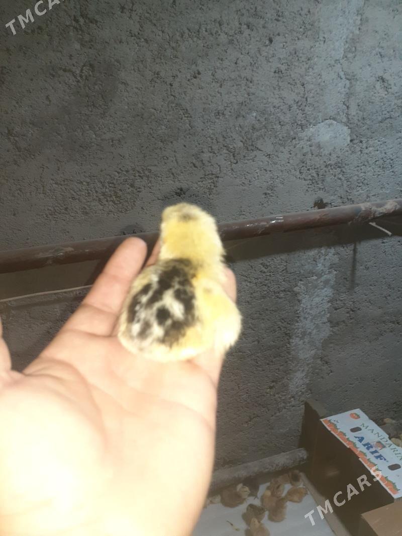 Gigant juyjeler - Туркменабат - img 1