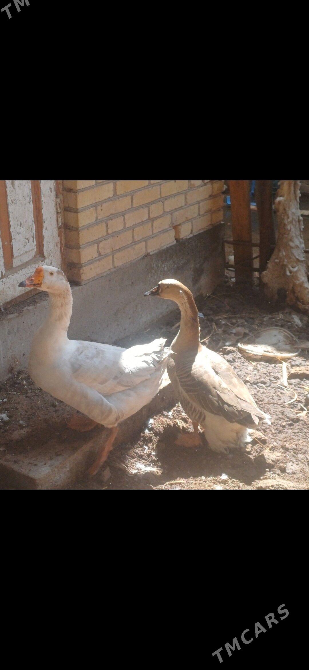 gaz - Çärjew - img 1