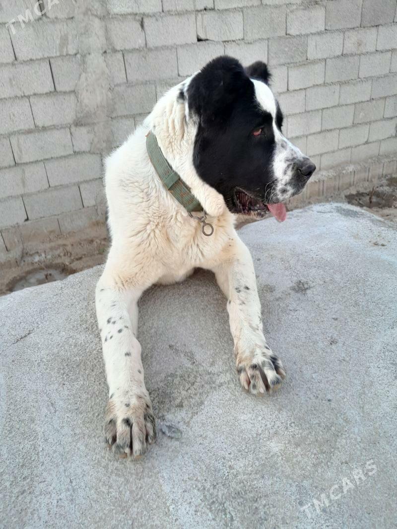 alabay - Бузмеин ГРЭС - img 1