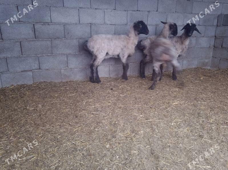 goyun işşek - Herrikgala - img 1