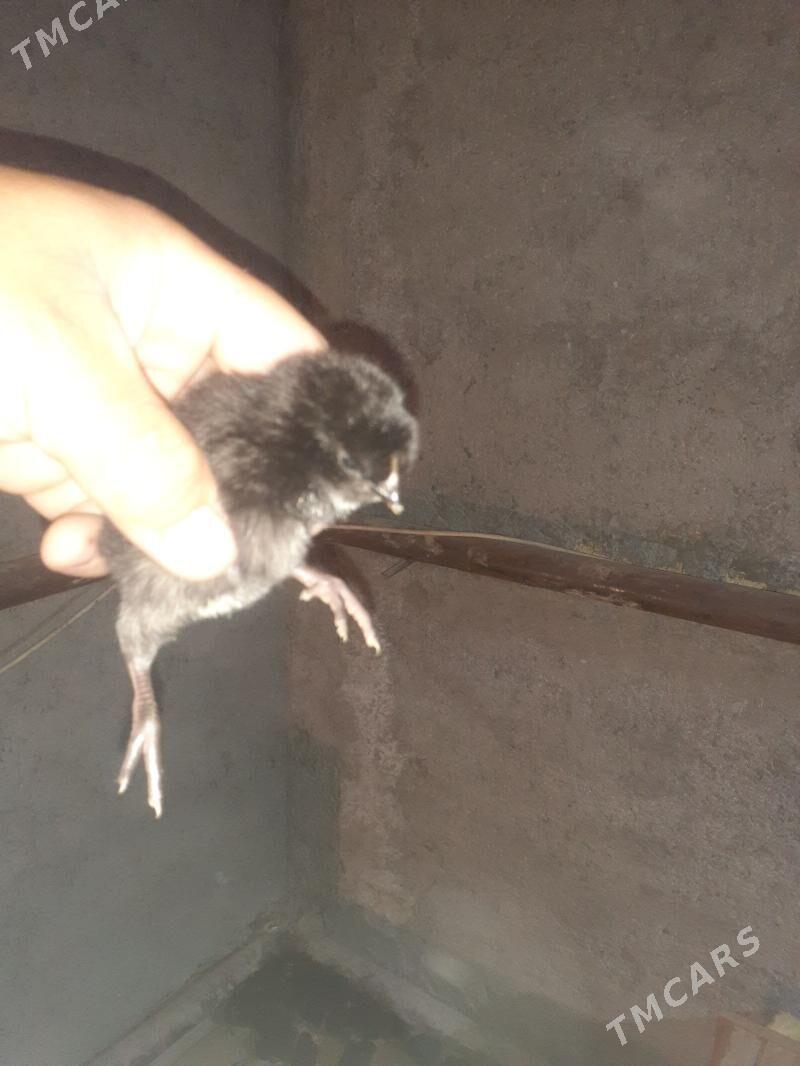 Ataks juyjeler - Туркменабат - img 1