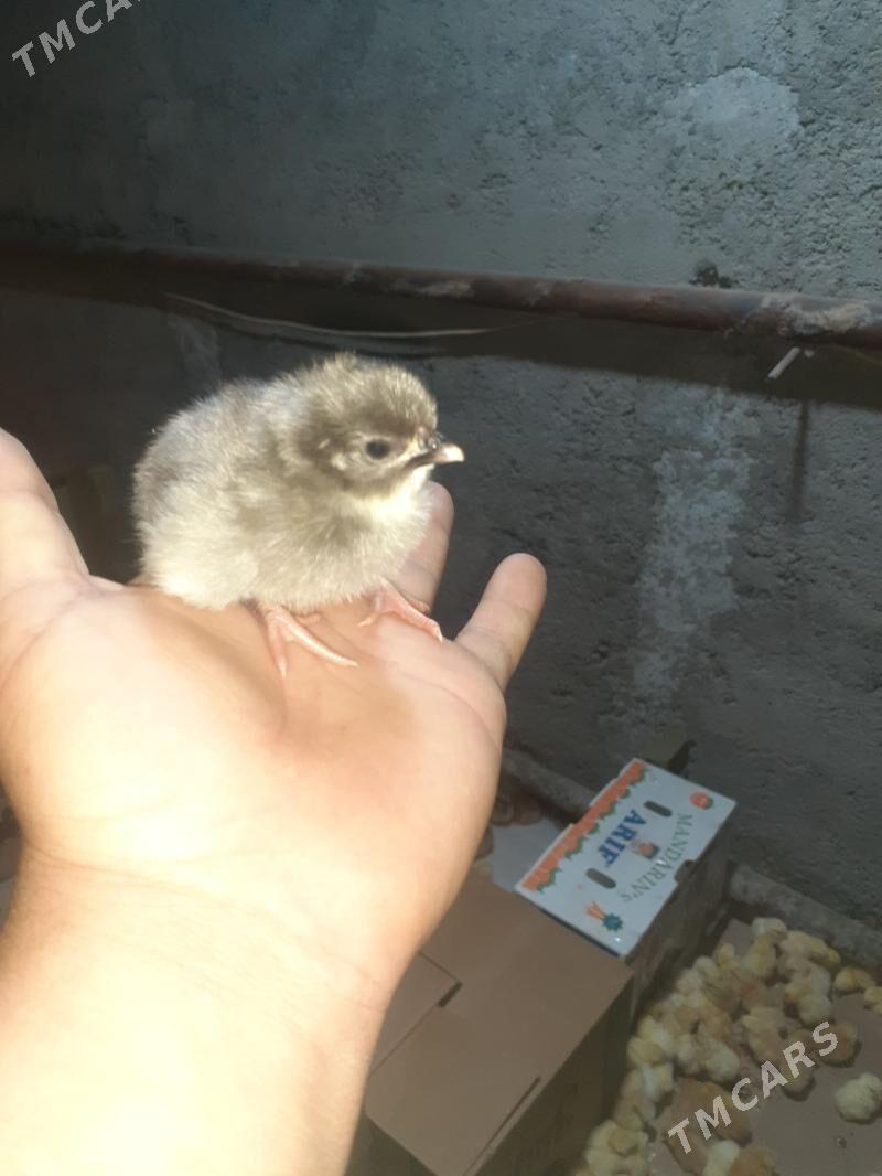 Brama juyjeler - Туркменабат - img 1