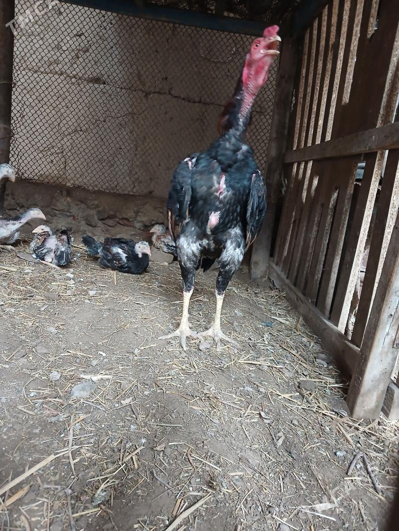 horaz - Daşoguz - img 1