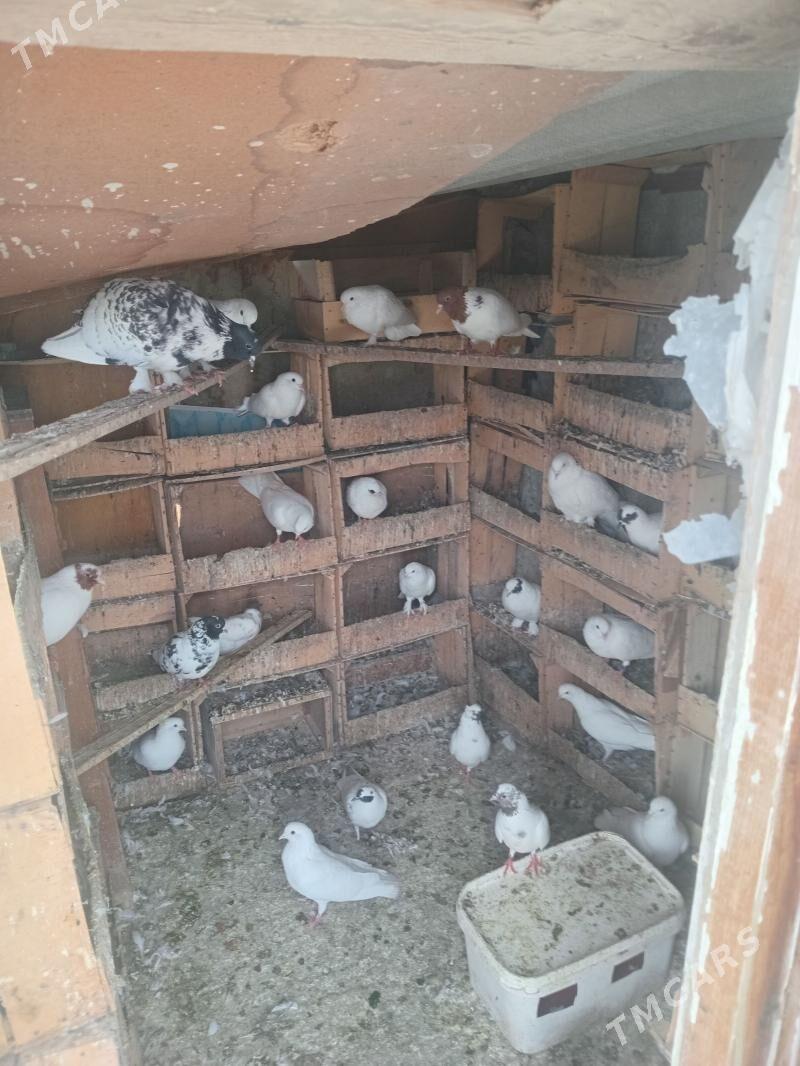 Satlyk guslar - Aşgabat - img 1