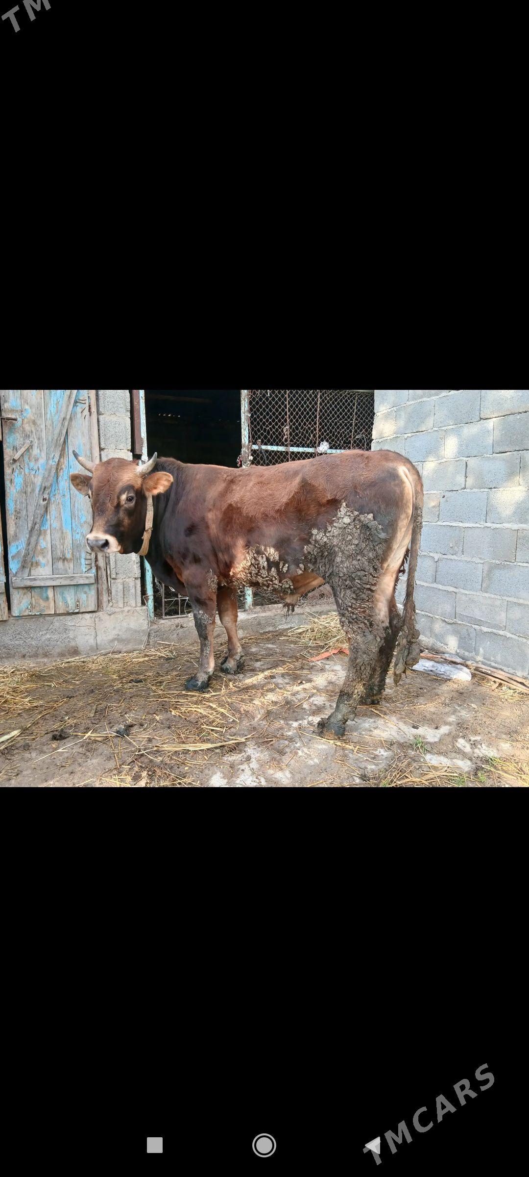 okuz - Ak bugdaý etraby - img 1