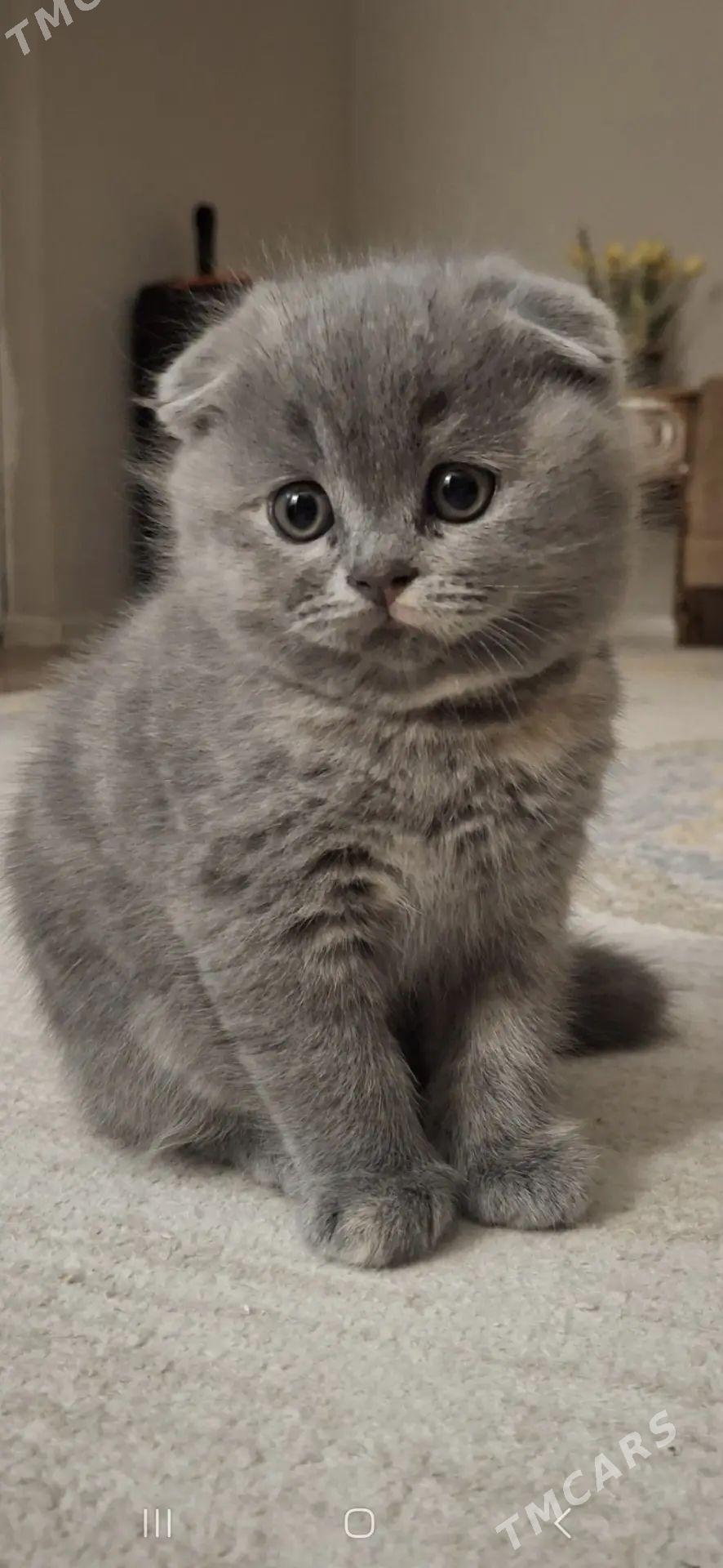 вислоухий котенок - Aşgabat - img 1